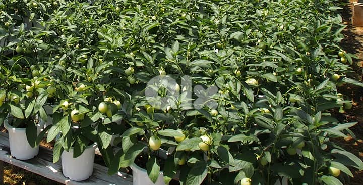 Italian pepino 1