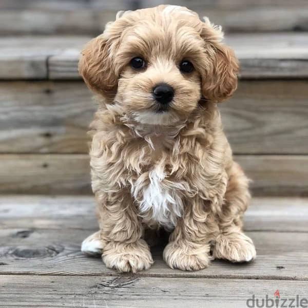 imported Toy Maltipoo BEAUTY puppy delivery 0