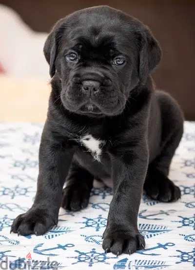 Imported Cane Corso puppies