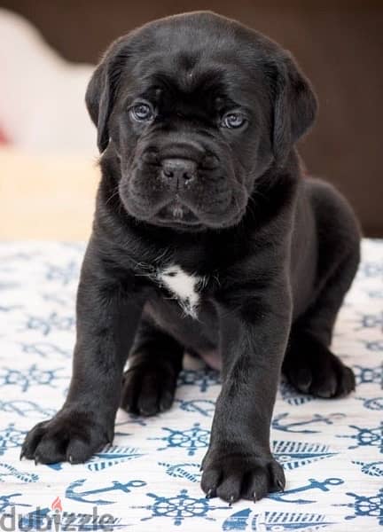 Imported Cane Corso puppies 0