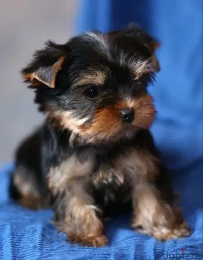Teacup Yorkshire Terrier Puppies/ dog