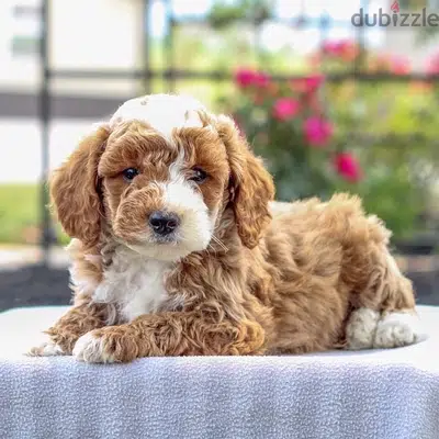 Imported Mini Labradoodle CUTE
