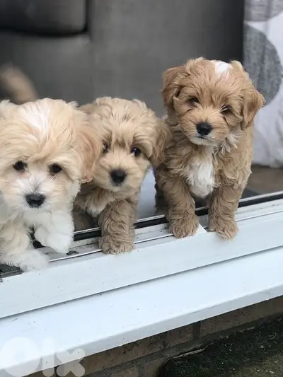 Imported Maltipoo Gold SMALL