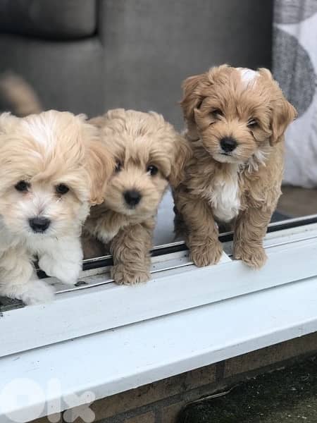 Imported Maltipoo Gold SMALL 0