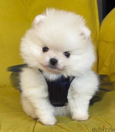 Teacup Pomeranian imported puppy