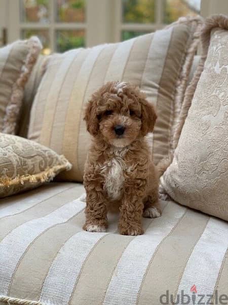 Imported Mini Goldendoodle 0