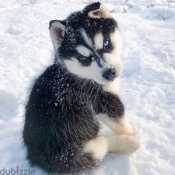 Husky Puppy Available 0