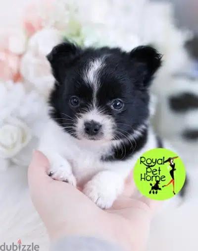 Pomeranian black and white delivery
