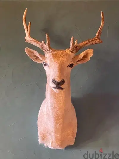 Real WHITE Fallow Deer Headغزال أصلي مصبّر