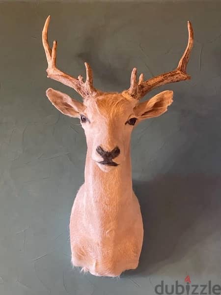 Real WHITE Fallow Deer Headغزال أصلي مصبّر 0