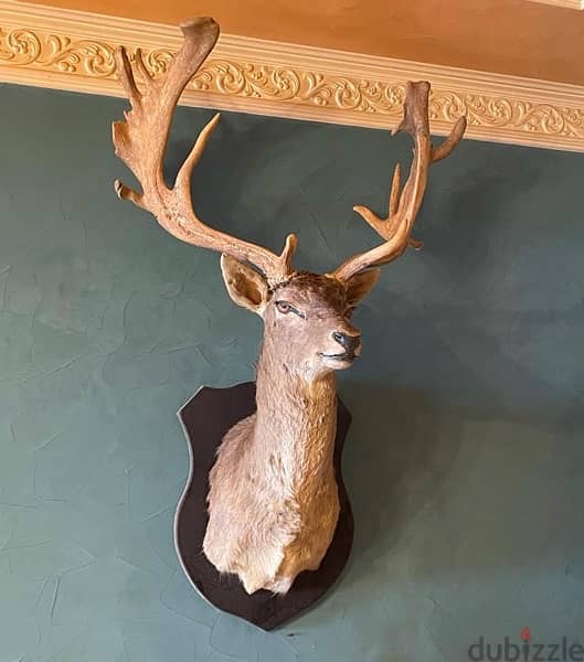 Fallow Deer Head with Giant Antlers 0