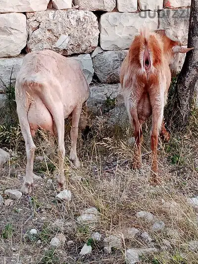معزي بندوق سويسري وشامي الحبة