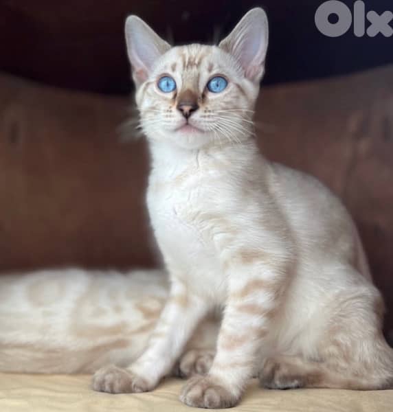 Bengal Snow Color 0