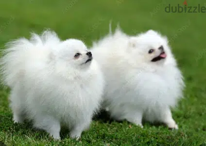 pomeranian teacup male and female puppy