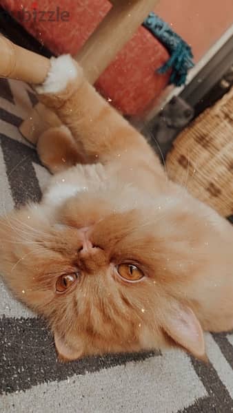 Persian cat 0