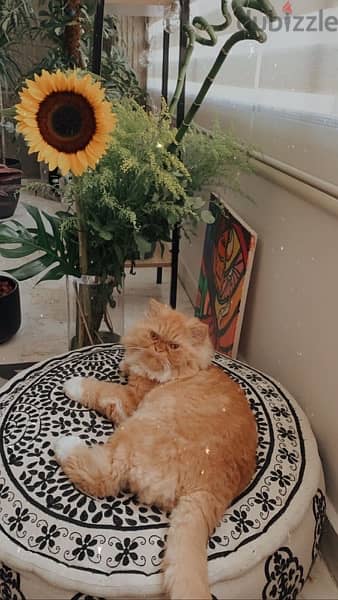 Persian cat 1