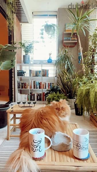 Persian cat 2