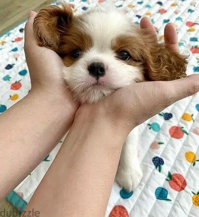 Cavalier King Charles Puppy Imported