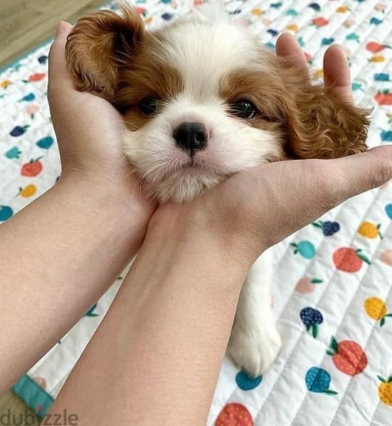 Cavalier King Charles Puppy Imported 0