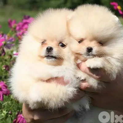 Teacup Pomeranian puppy Imported Delivery