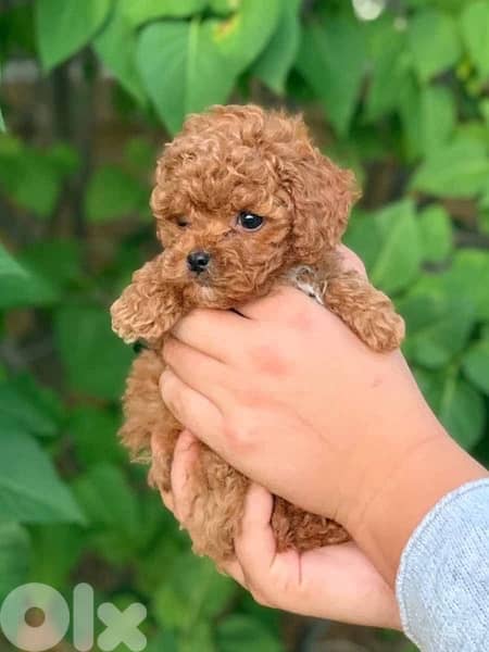 toy poodle imported puppy 0