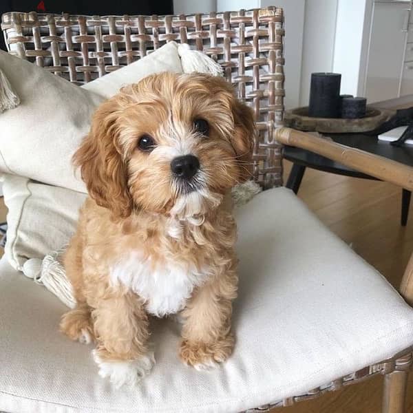 goldendoodle Imported Puppies CUTENESS 0