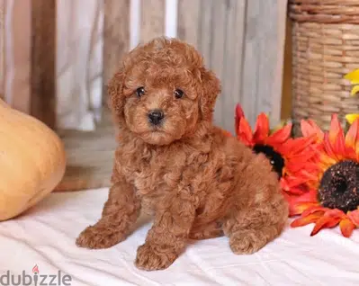 Toy Poodle Imported Brown Delivery Toy Poodle Imported Brown Delivery