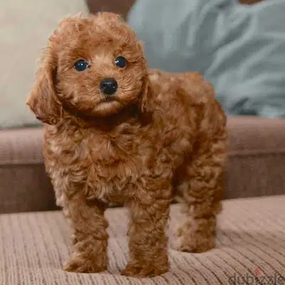 Miniature Poodle Puppies/ dog كلاب