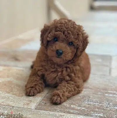 Imported Toy Poodle Brown CUTENESSS