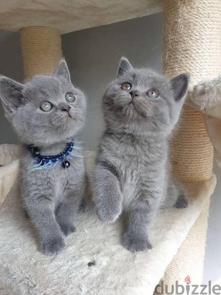 british kitten blue grey 0