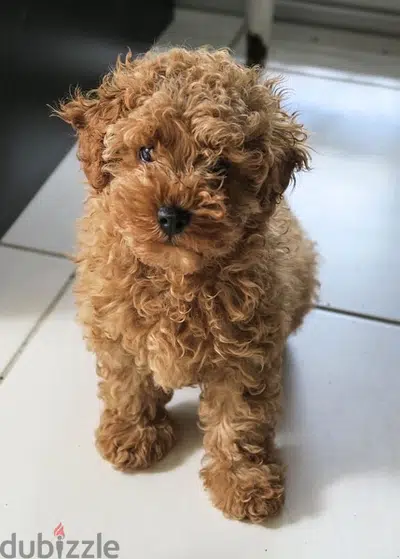 Toy Poodle Imported cutie