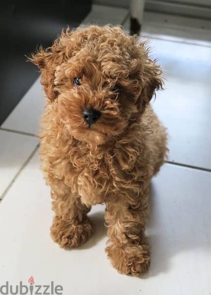 Toy Poodle Imported cutie 0