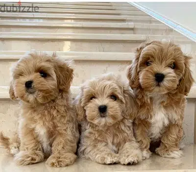 maltipoo puppy imported