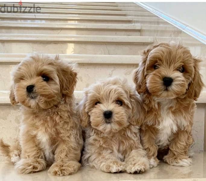 maltipoo puppy imported 0