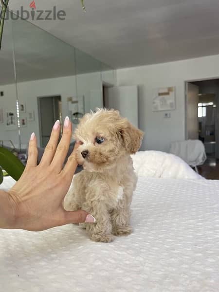 Maltipoo Imported CUTENESS imported 0