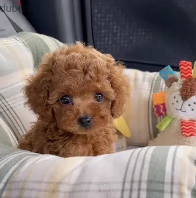 Toy Poodle LOVE imported