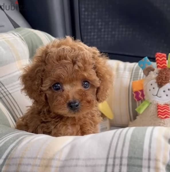 Toy Poodle LOVE imported 0