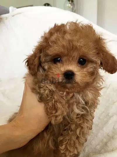 Toy Poodle Imported
