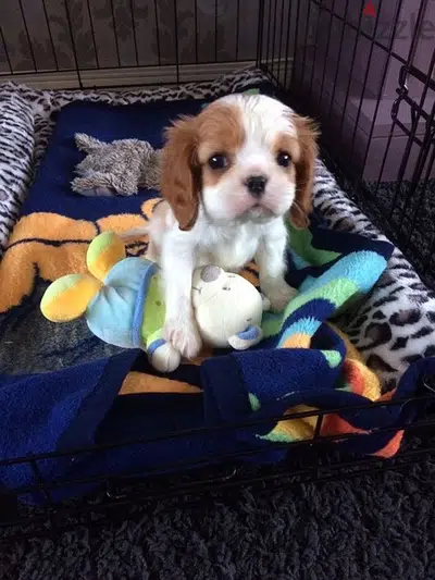 imported Cavalier king charles Puppy CUTE