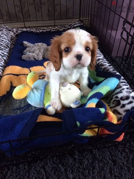 imported Cavalier king charles Puppy CUTE 0