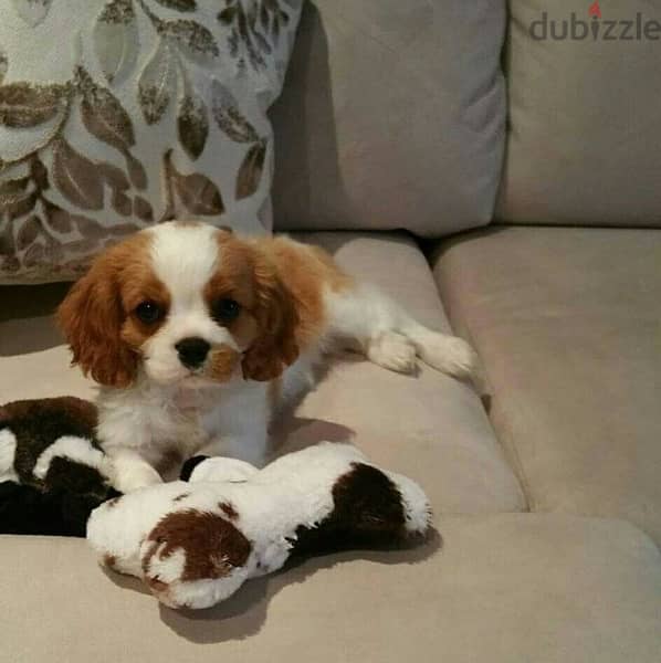 Cavalier King Charles Puppy 0