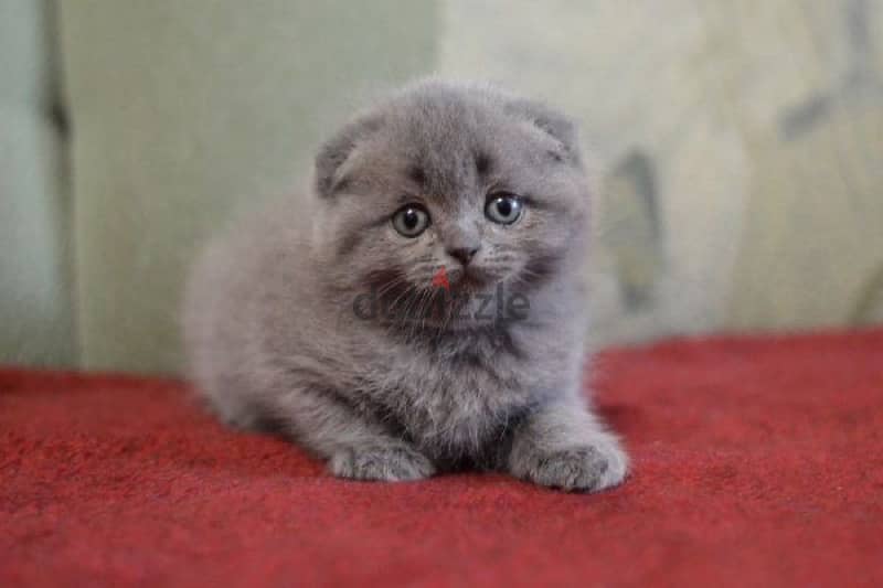 Scottish Fold Kitten grey 0