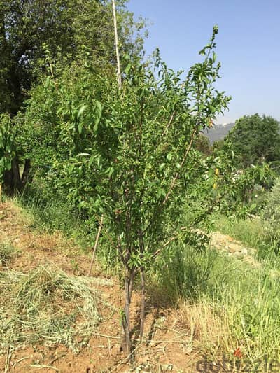 Land for sale in El Choueir 2006 Sqm Open Mountain view