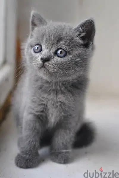 british kitten grey