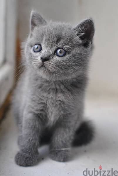 british kitten grey 0