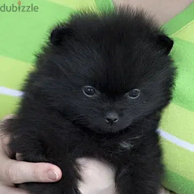pomeranian black puppy
