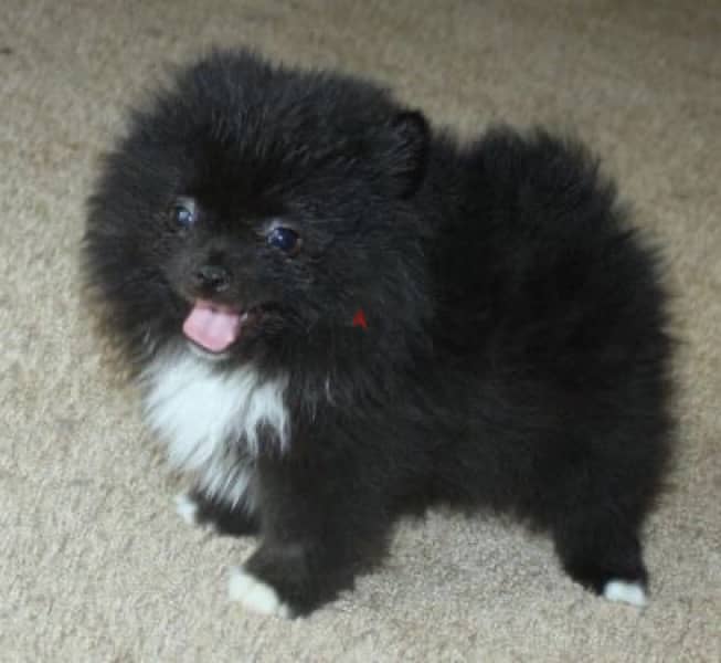 cutest Pomeranian Black puppy Delivery available 0