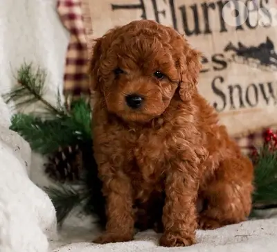 toy poodle Red imported