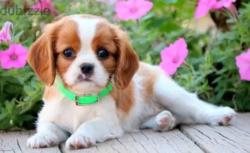 cavalier puppy plus delivery cavalier puppy plus delivery