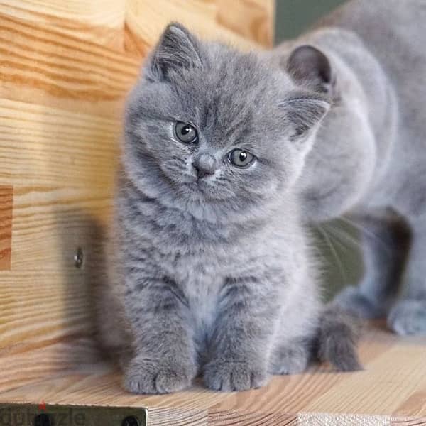British Shorthair kitten Delivery Available 0